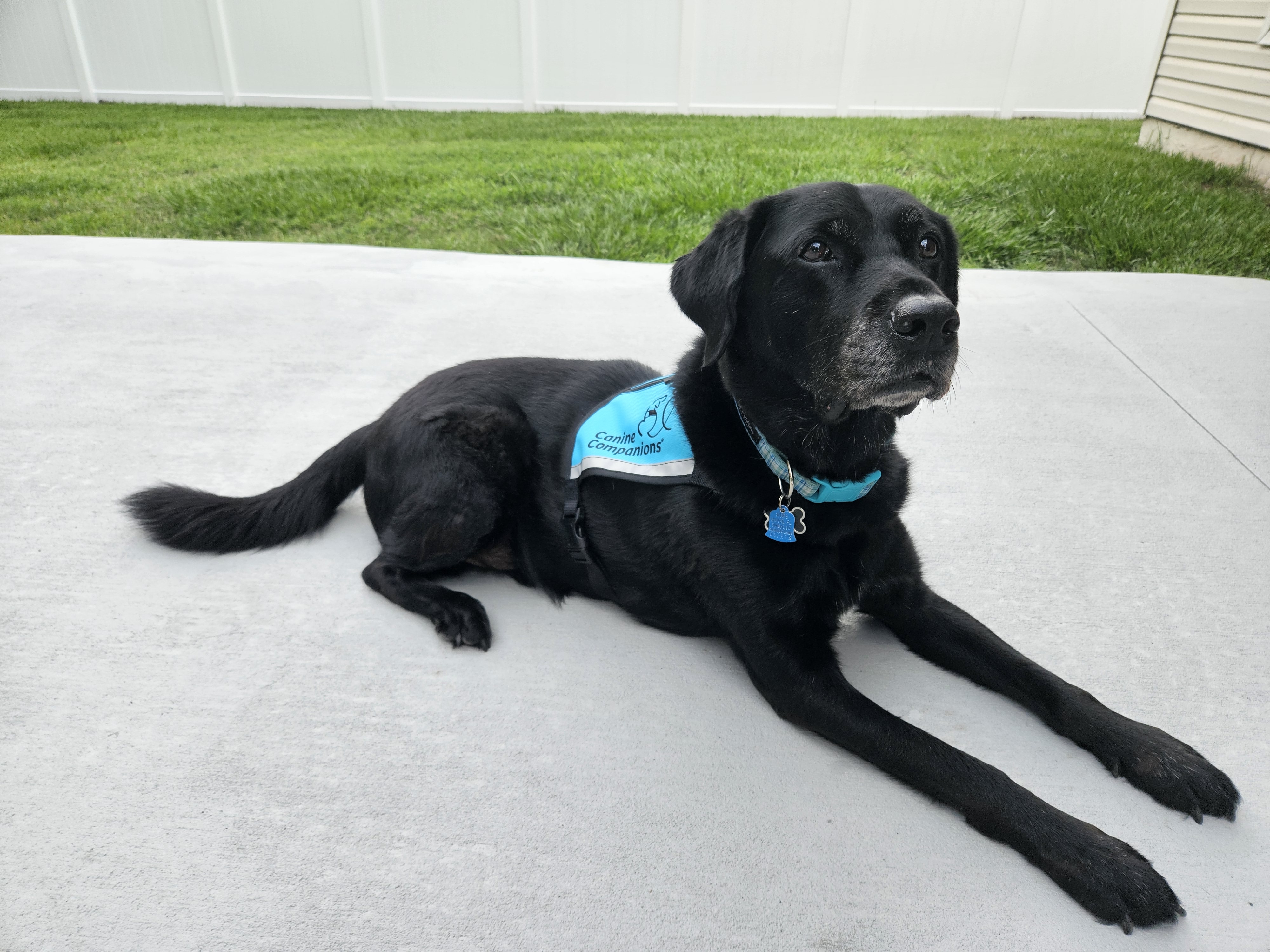 Colton the therapy dog