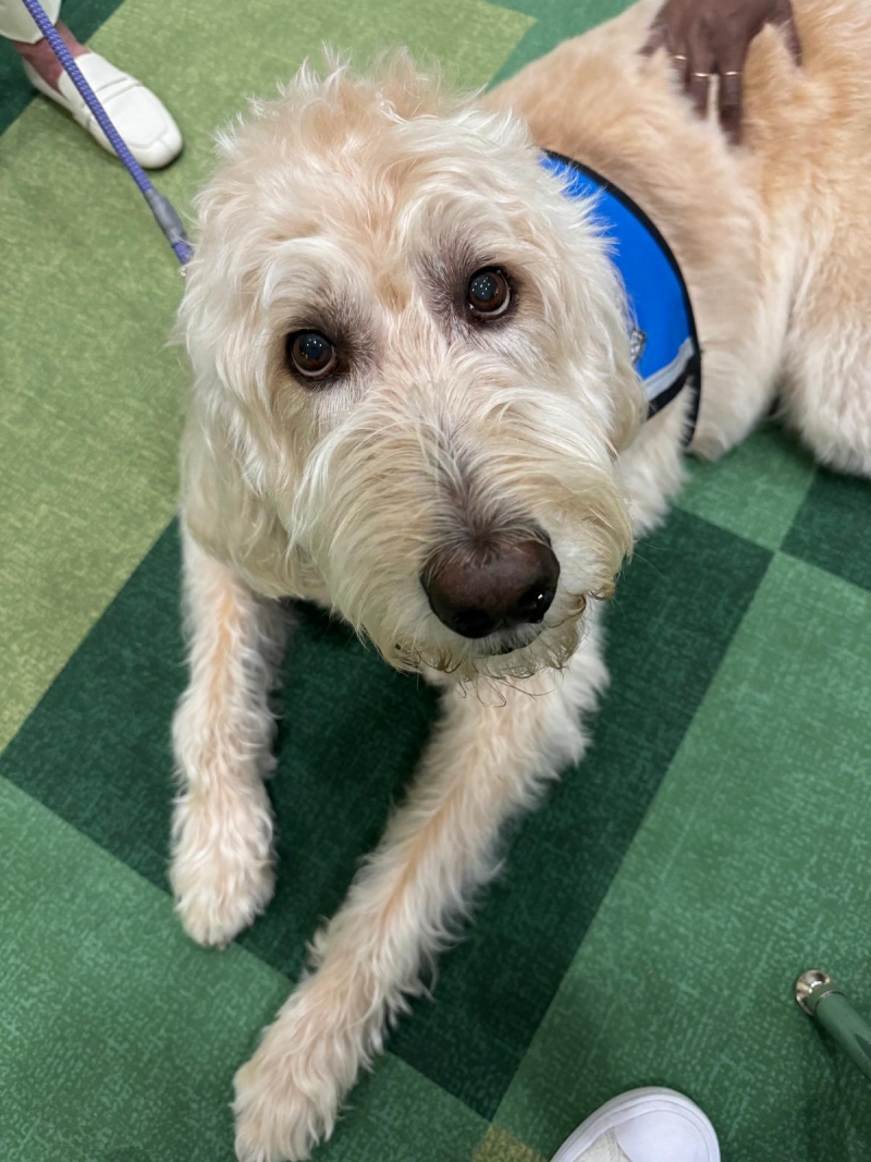 George the therapy dog